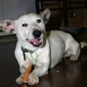 Photo of Max