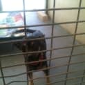 Photo of Sprite Av355 *Adoption Pending*
