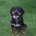 Photo of Cooper