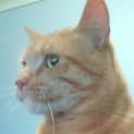 Photo of Beavis