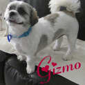 Photo of Gizmo (On Trial)