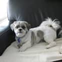 Photo of Gizmo (On Trial)