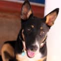 Photo of Roxy (Hd095) *Adoption Pending*