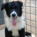 Photo of Baxter