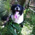 Photo of Baxter
