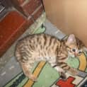 Photo of Milo Cav103 *Adoption Pending*