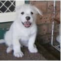 Photo of Waldo **Adoption In Progress**