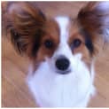 Photo of Razz **Adoption In Progress**