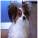 Photo of Razz **Adoption In Progress**