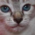 Photo of Sassy