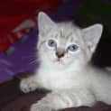 Photo of Sassy