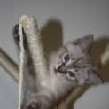 Photo of Sundae