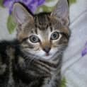 Photo of Tabbie