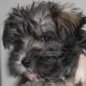 Photo of Ewok