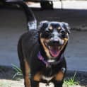 Photo of Isolde (Little Isa)