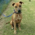 Photo of 12 Month Pup In Pound Sunday Deadline