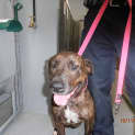 Photo of Mastiff Girl In The Pound    Foster Carer By Wed