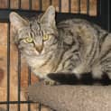 Photo of Tillie