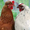 Photo of Ginger