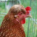 Photo of Ginger