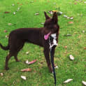 Photo of Rosie
