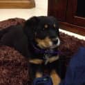 Photo of Burt Golden Retrever Mix