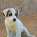 Photo of Radleigh(d2000)*Adopted*