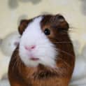 Photo of Cloves On Hold