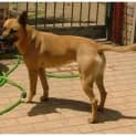 Photo of Porsche **Adoption In Progress**