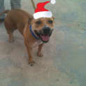 Photo of Rozz Av367 * Adoption Pending*