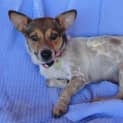 Photo of Cinnamon(d2003)*Adopted*