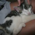 Photo of Jack Tc062 