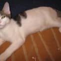 Photo of Jack Tc062 