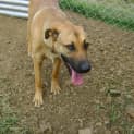Photo of Rosie *Adoption Pending*