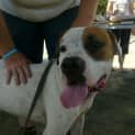 Photo of Deisel