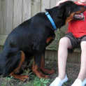 Photo of Butch *Adoption Pending*