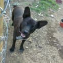 Photo of Bill *Adoption Pending*