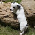 Photo of Pixie