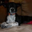 Photo of Indy *On Trial*