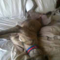 Photo of Sammy