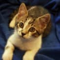 Photo of Smudge