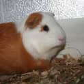 Photo of Jet