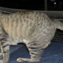 Photo of Whinnie *Special Needs