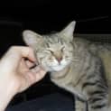 Photo of Whinnie *Special Needs