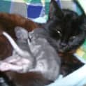 Photo of Queenie Adoption Pending