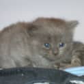 Photo of Lucrezia Ready For Adoption In January 2012