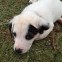Photo of Patches (Hd099) *Adoption Pending*
