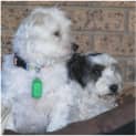 Photo of Perrin And Piper