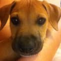 Photo of Layla   Good With Cats, Dogs And Kids