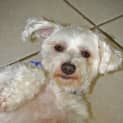 Photo of Angus (On Trial)
